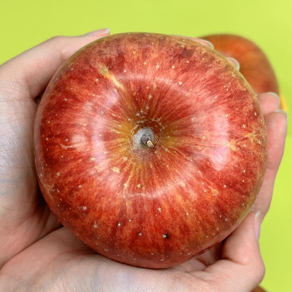 경북 부사사과 (정품) (일반포장)