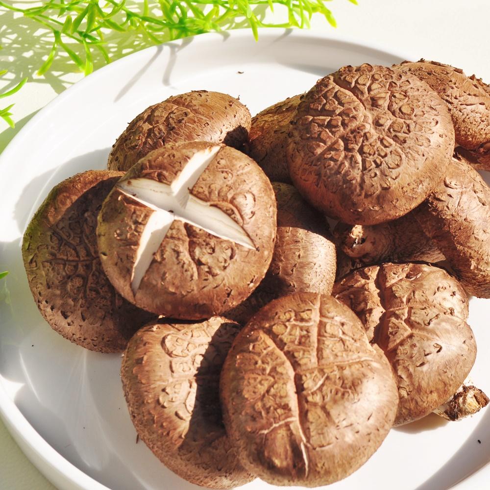 장흥 생표고버섯