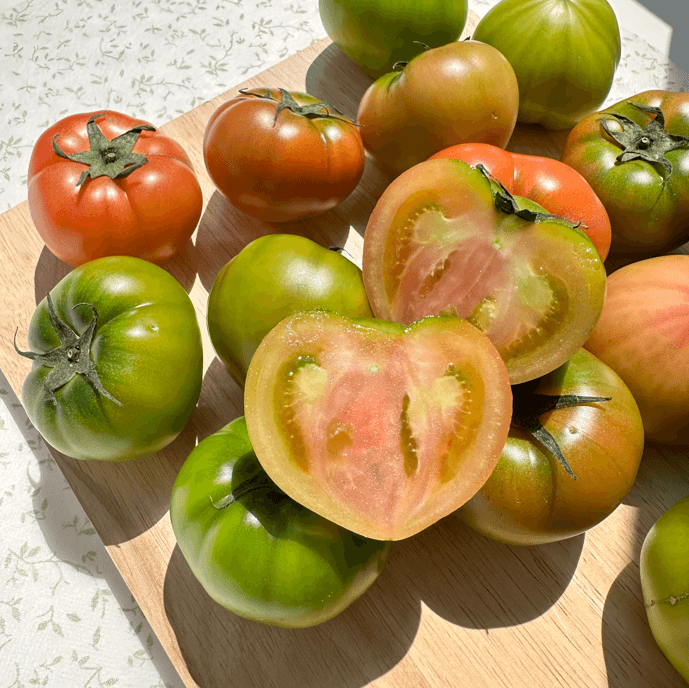 대저 토마토 (짭잘이, 일반)