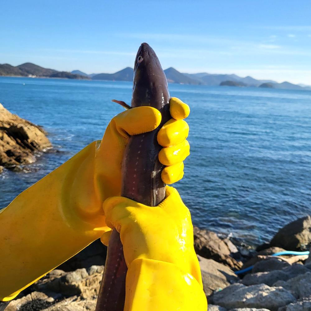 통영 손질 바다장어 1kg(손질후 550g) 머리 뼈포함 1-3미