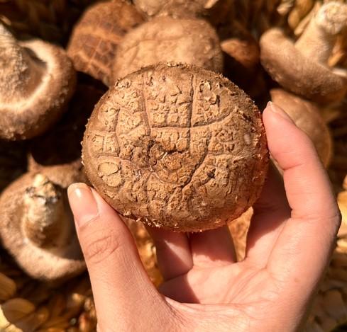 국내산 표고버섯 선물세트