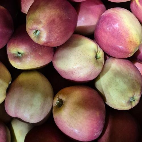 (쥬스용) 홍로 사과 (오로지착즙용)